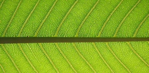 Phytothérapie_Caractere_Original Phytothérapie Caractere Original Week end bien être : les nouvelles tendances SPA