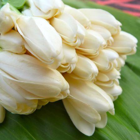 raerae de tahiti rencontre du troisième type