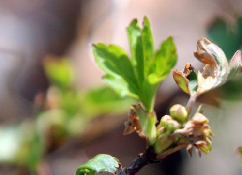 ribes romi 15 mars 2012 125.jpg