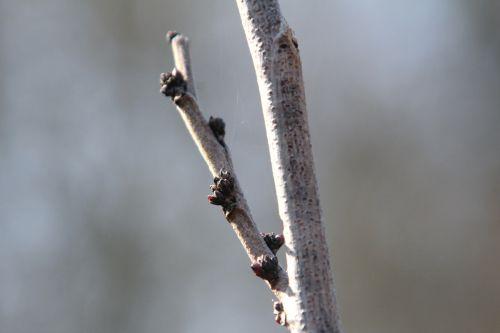 cercis 1 romi 15 mars 2012 094.jpg