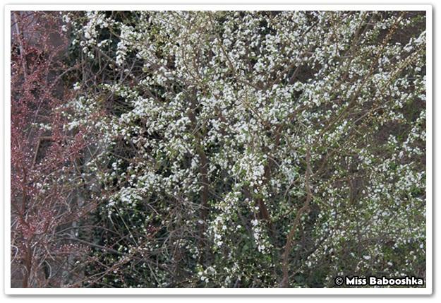 Projet 52 - 11. La Primavera 11.jpg