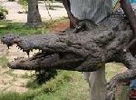 crocodile empaillé