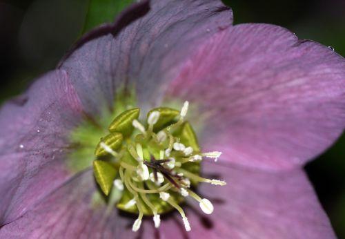 Hellébore 9 hellébore 18 mars 2012 012.jpg