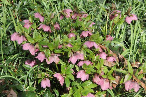 Hellébore 5 hellébore 18 mars 2012 009.jpg