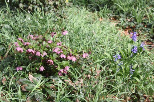 Hellébore 4 hellébore 18 mars 2012 004.jpg