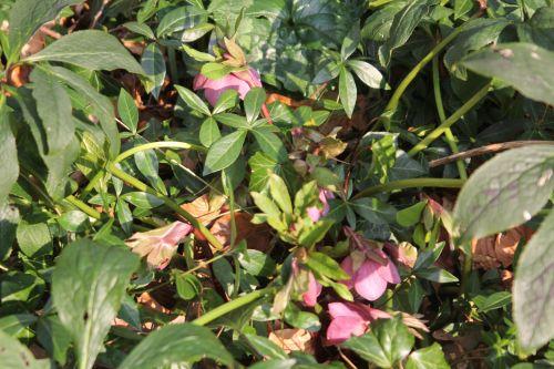 Hellébore 1 helleborus 1 fev 2012 008.jpg