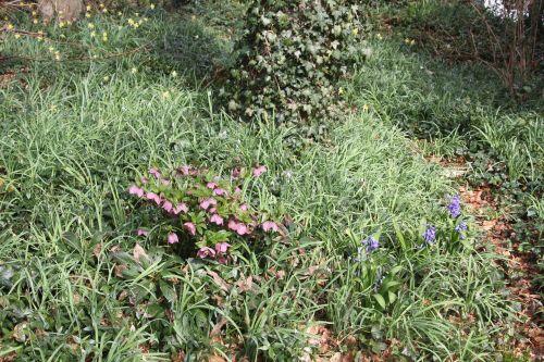 Hellébore 3 hellébore 18 mars 2012 003.jpg