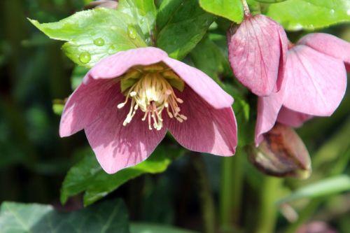 Hellébore 6 hellébore 18 mars 2012 007.jpg