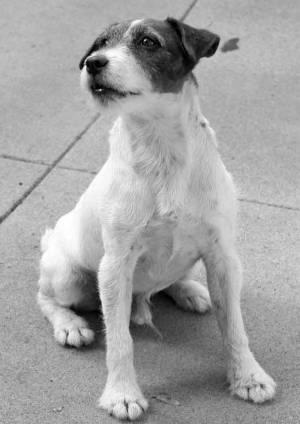 Spécial Films muets http://www.lebonchien.fr/pics/chiens/jack--uggie--6084.jpg