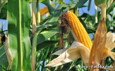 Maïs OGM: la France maintient l'interdiction de semer