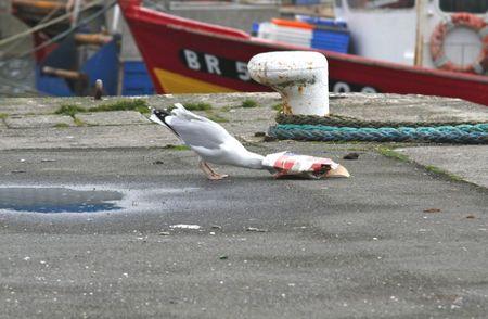 Crimes of mind et mouette pouet... brest1309A