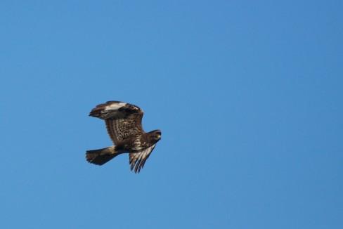 Buse variable... Le vol de la buse variable…