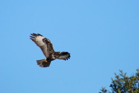 Buse variable Le vol de la buse variable…