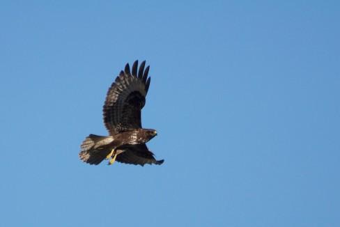 Buse variable... (1) Le vol de la buse variable…