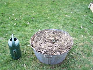 Comment planter de la rhubarbe dans une bassine en zinc ?