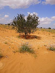 olivier-fleur-desert.jpg