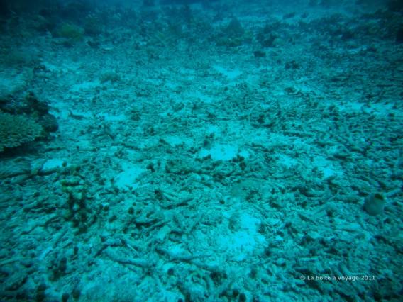 Corail mort (îles Togian, Sulawesi Centre, Indonésie)
