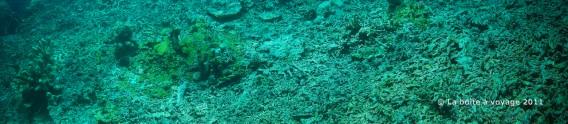 Coraux morts et nouveaux coraux (îles Togian, Sulawesi Centre, Indonésie)