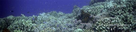 Une vie marine très riche : coraux, éponges et poissons en pagaille (îles Togian, Sulawesi Centre, Indonésie)