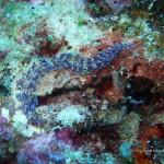 Un autre type de nudibranche (îles Togian, Sulawesi Centre, Indonésie)