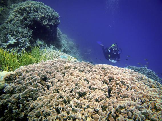 Seuls en plongée (îles Togian, Sulawesi Centre, Indonésie)