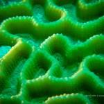 Corail cerveau vu de près (îles Togian, Sulawesi Centre, Indonésie)