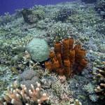 Corail et éponges tubulaires (îles Togian, Sulawesi Centre, Indonésie)