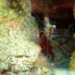 Minuscule crevette transparente (îles Togian, Sulawesi Centre, Indonésie)