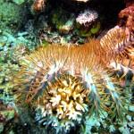 Acanthaster, encore appelée astérie couronne d'épines (ou couronne du Christ) : sorte d'étoile de mer qui détruit le corail, et dont le venin est dangereux pour l'homme (îles Togian, Sulawesi Centre, Indonésie)