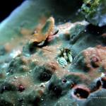 Une minuscule crevette sortant à peine du corail (îles Togian, Sulawesi Centre, Indonésie)