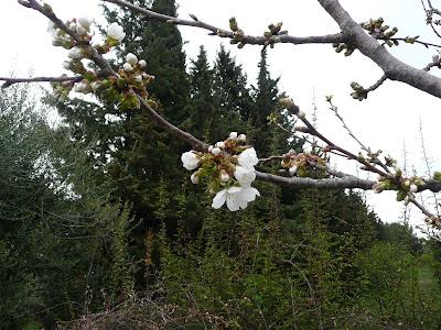 Le printemps arrive... Le printemps arrive...