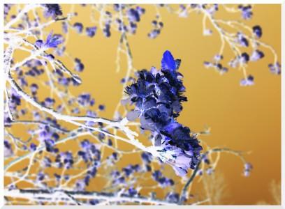 SONY DSC Encore à l’envers !