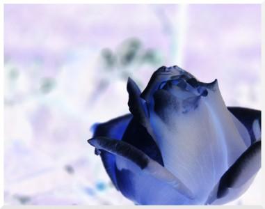 SONY DSC Encore à l’envers !