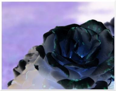 SONY DSC Encore à l’envers !