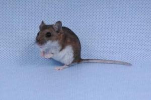 MÉLANOME: Un vaccin thérapeutique déjà efficace sur la souris – Nature Biotechnology