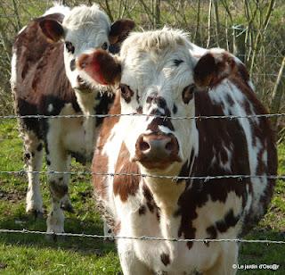 Le Printemps, c'est l'invasion du jardin par la faus... Le Printemps, c'est l'invasion du jardin par la faus...