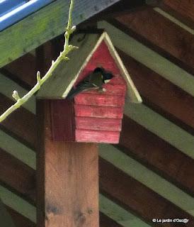 Le Printemps, c'est l'invasion du jardin par la faus... Le Printemps, c'est l'invasion du jardin par la faus...