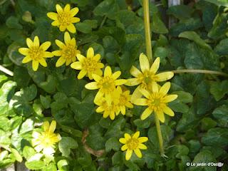 Le Printemps, c'est l'invasion du jardin par la faus... Le Printemps, c'est l'invasion du jardin par la faus...