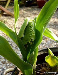 Le Printemps, c'est l'invasion du jardin par la faus... Le Printemps, c'est l'invasion du jardin par la faus...