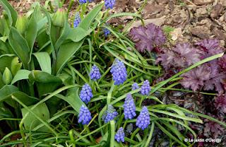 Le Printemps, c'est l'invasion du jardin par la faus... Le Printemps, c'est l'invasion du jardin par la faus...