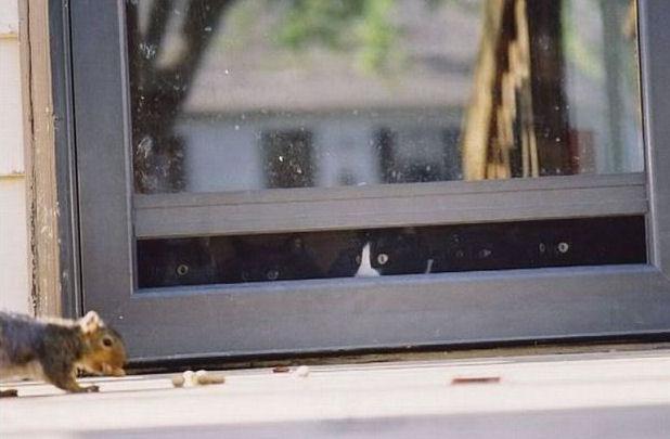 photo humour insolite écureuil chat fenêtre embuscade