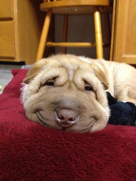 photo humour insolite chien sourire
