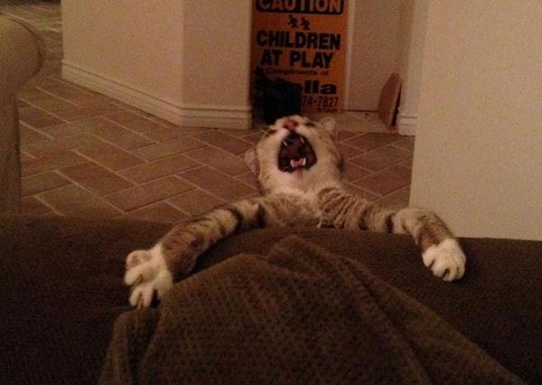 photo humour insolite chat grimace
