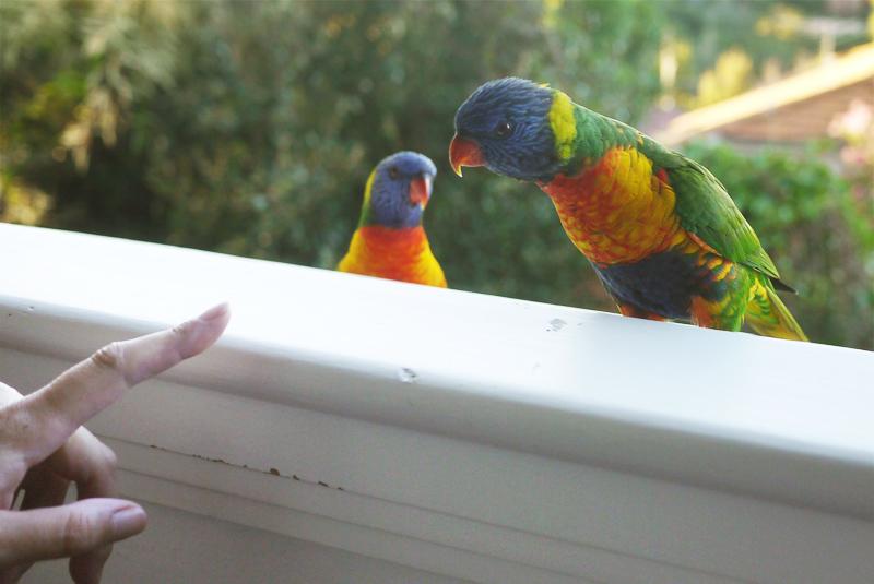 Des visiteurs à notre balcon Des visiteurs à notre balcon