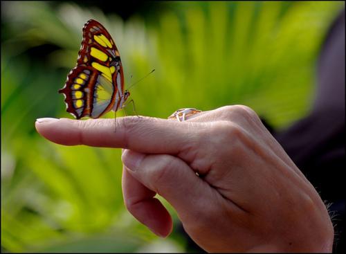 Les leçons de Danny : les pronoms personnels Les leçons de Danny : les pronoms personnels