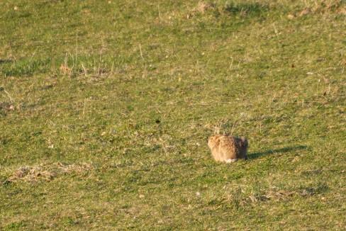 Photo d'un lièvre brun observé dans la région de Couvet, Val-de-Travers Lievre brun