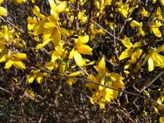 Moments de bonheur printaniers IMG_0205.JPG