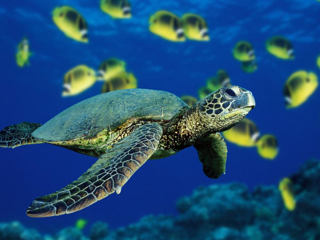 SRI LANKA : Les tortues de mer...