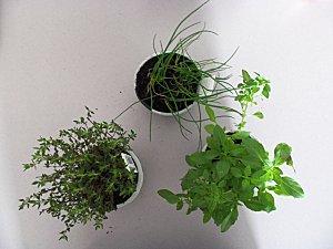 Aromates et coup de coeur 100 2063
