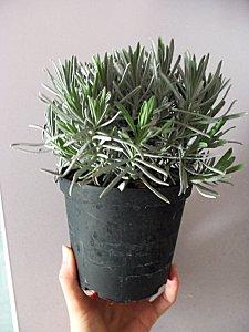 Aromates et coup de coeur 100 2061